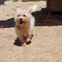 MOSHI, chien à adopter