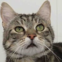 BAILEY, chat à adopter