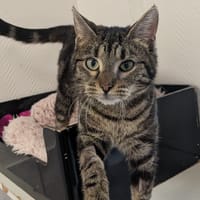 HENDRIX, chatte à adopter