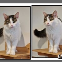 LILAS, chatte à adopter