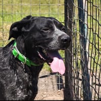 TUBI, chien à adopter