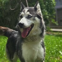 SABRINA, chienne à adopter