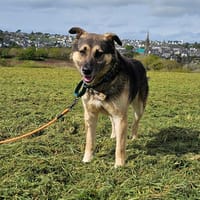 OLIVER, chien à adopter