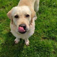 CLAFOUTIS QCN, chien à adopter