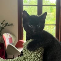 Boston [Chaton], chat à adopter