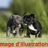 Billy, chien à adopter
