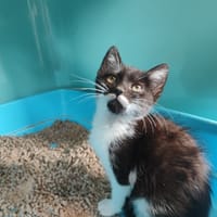 SYRIUS, chat à adopter