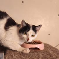 KIM, chatte à adopter