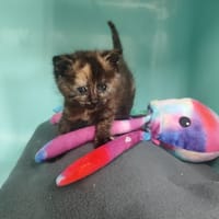 BISCOTTE, chatte à adopter