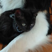 Bamako [Chaton], chat à adopter