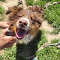 ARYA, chienne à adopter