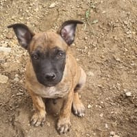 CHARLIE, chien à adopter