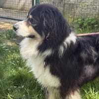 Omega, chien à adopter