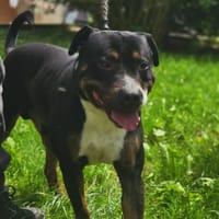 LEIKA, chien à adopter
