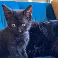 Babylone [Chaton], chat à adopter