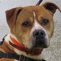 PACHA, chien à adopter