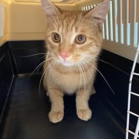 ROUKY, chat à adopter