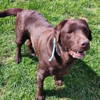 BRIOCHE QCN, chienne à adopter