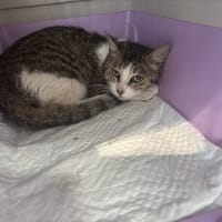 LILA, chatte à adopter