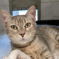 INDIE, chatte à adopter