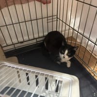 IRIS, chatte à adopter