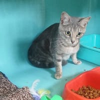 TARTINE, chatte à adopter