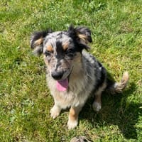 ASLAN, chien à adopter