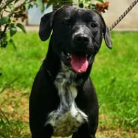 JOEY, chien à adopter