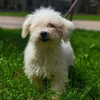 ARTHUR, chien à adopter