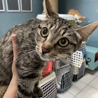 PRINCESSE, chatte à adopter