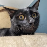 BLACKCOPS, chat à adopter