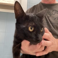 NANA, chatte à adopter