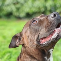 SAPHIR, chienne à adopter