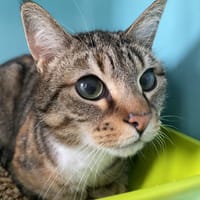 CALINE, chatte à adopter