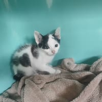 BOOGIE, chat à adopter