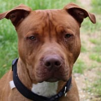 Limbo, chien à adopter