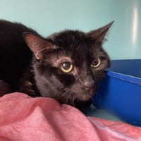 BLACKY, chat à adopter