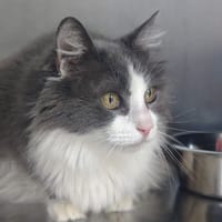 MILKA, chat à adopter
