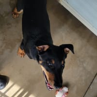 Patinou, chien à adopter