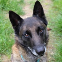 Max, chien à adopter