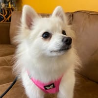 NUVOLA, chienne à adopter