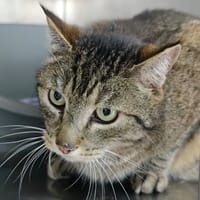 ALBUS, chat à adopter