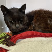 Bowie, chat à adopter