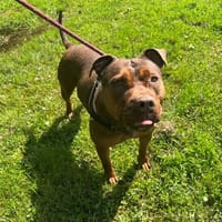 BUENO OAA20037, chienne à adopter