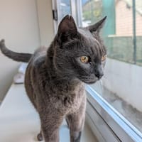SUBITO, chat à adopter