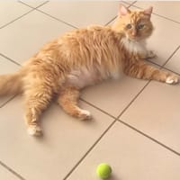 Myrtille, chatte à adopter