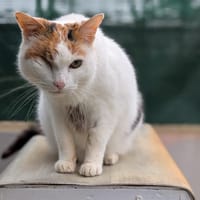 SMACK, chatte à adopter