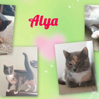 ALYA, chatte à adopter