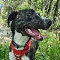 opale, chienne à adopter