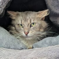 TAYLO, chat à adopter